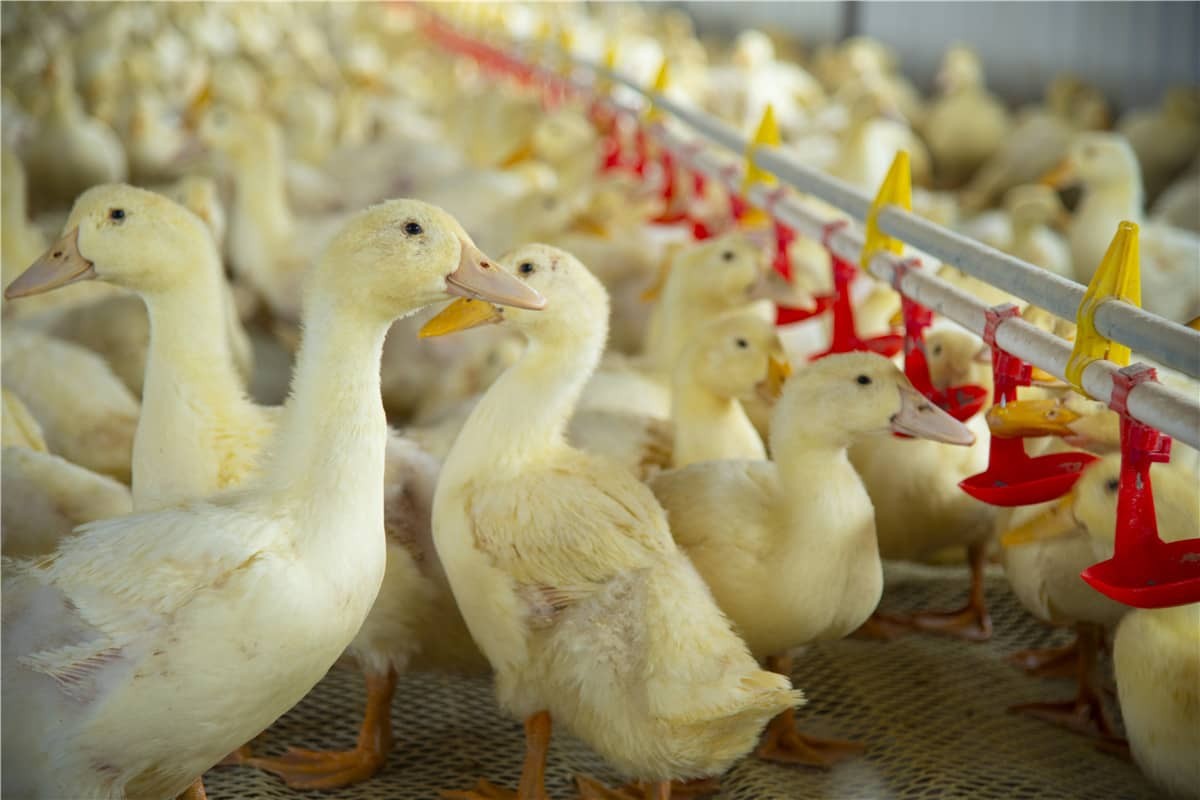 تمكين تربية الماشية الذكية بتقنية تحديد الهوية بموجات الراديو