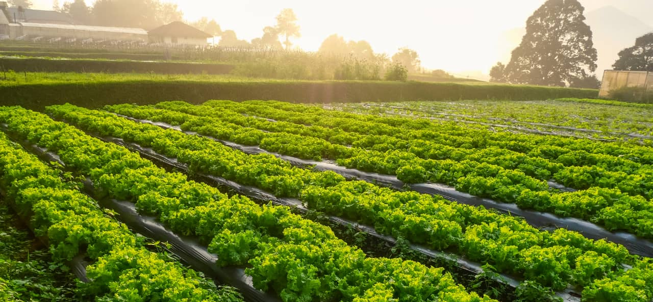 تقنية تحديد الهوية بموجات الراديو (RFID) في الزراعة الذكية: من وحدات UHF RFID إلى ملصقات تتبع الآلات وصيانتها